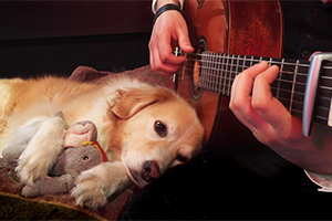 Лучший друг рок-н-ролльщика: 12 собак, вошедших в историю современной музыки (часть 2)
