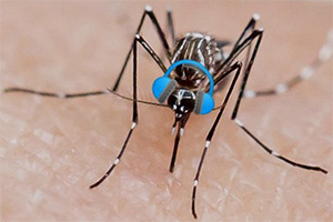 Необычное открытие: комары не переносят музыку Skrillex