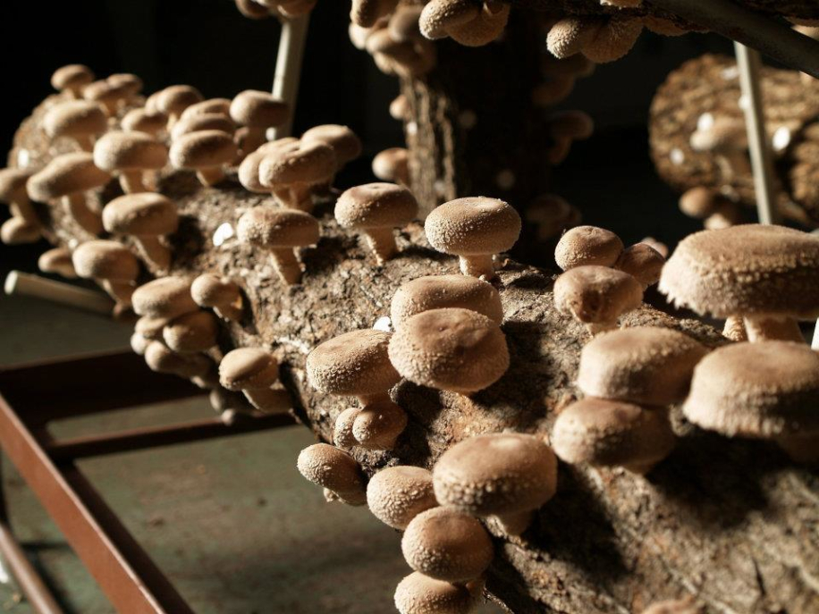 Ферма по выращиванию грибов шиитаке