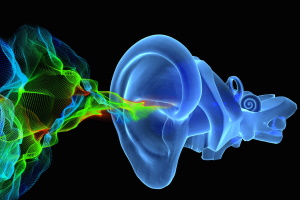 Прорыв в нейробиологии: ученые раскрыли механизм превращения вибраций в звук