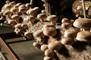 Onkyo Group занялась грибами