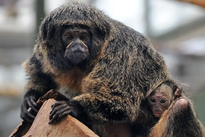 Неожиданное исследование: обезьяны из зоопарка предпочитают городские звуки природным