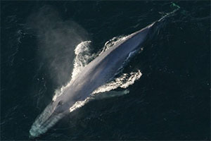 Мы можем уберечь множество китов от смерти, просто слушая их пение