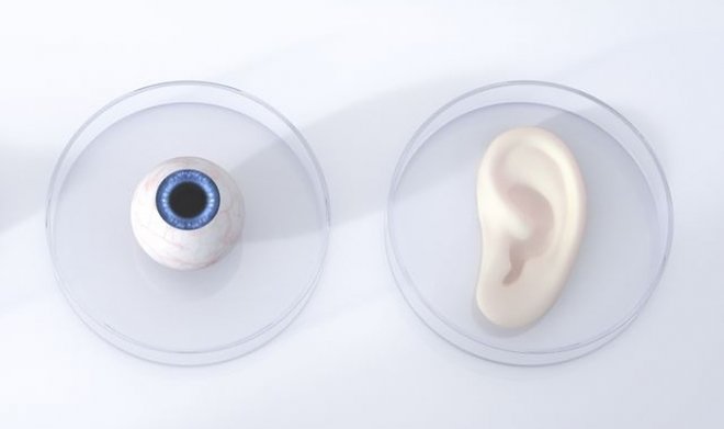 3D изображение органов в виде глаза и уха, лежащих на лабораторной посуде