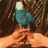 Виниловая пластинка ANDREW BIRD - ARE YOU SERIOUS
